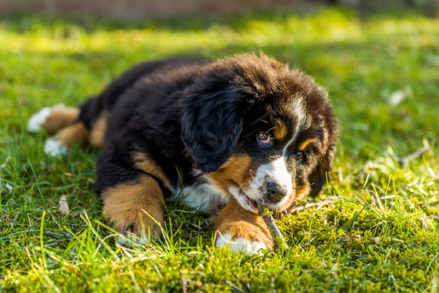 Billeder af berner sennen 