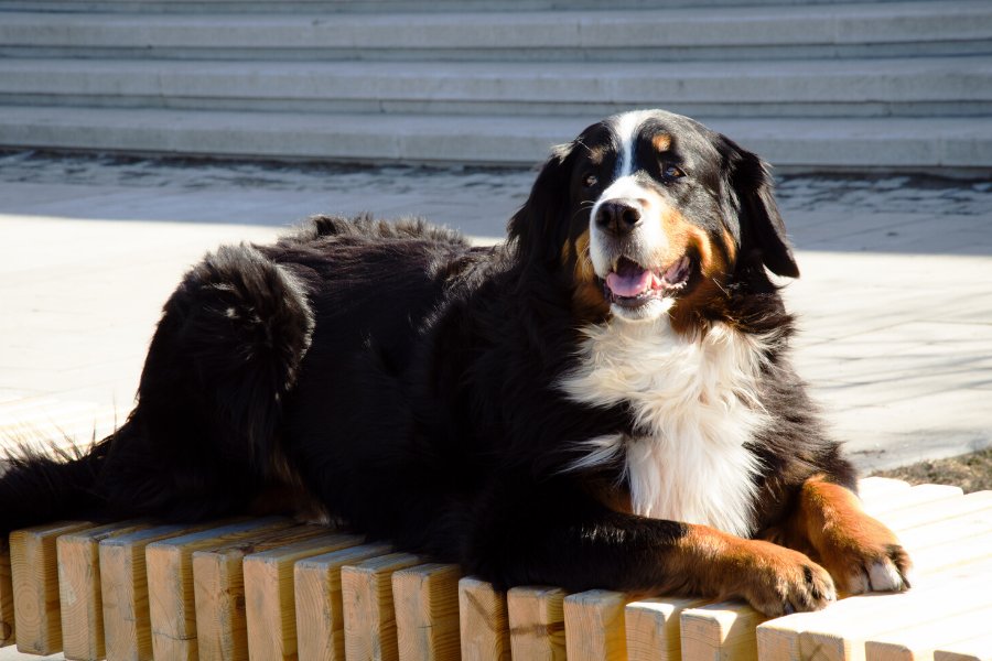 Berner Sennen Mad: Hvad spiser en Berner Sennenhund?