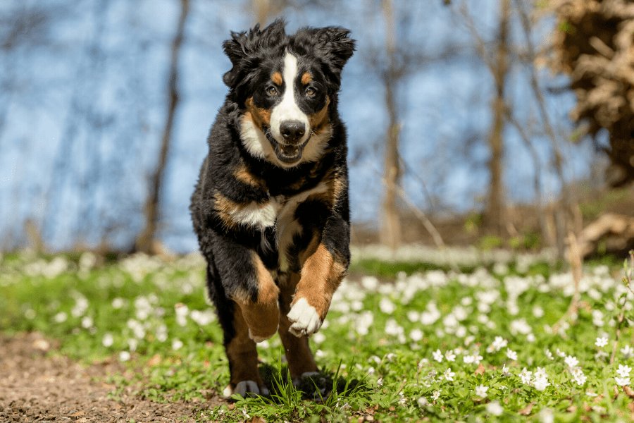 Berner Sennen info: Alt om den trefarvede Berner Sennenhund